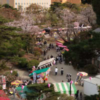 千秋公園の桜2024散りかけ