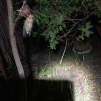 クマゼミの羽化を見るのは久しぶり〜！