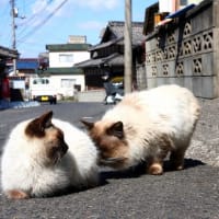 瀬戸内G島の猫たち　2025年2月　その12