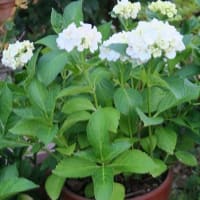 我が家の「アジサイ」もようやく開花。