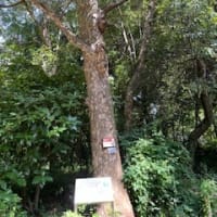 京都府立植物園の朝顔展2024