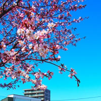 今週の一枚…春遅い北国にも桜が開花