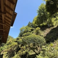 ◆  裏山の剪定終了