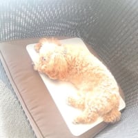 新しい家族迎えました🚄143