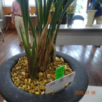 佐賀寒蘭会新芽鑑賞会（普通芽）