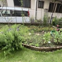 夏の雑草取り