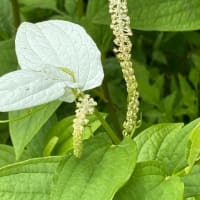 2025年津之江公園自然再生エリア植物観察会