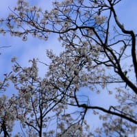 　　傘寿を迎えて最終記載