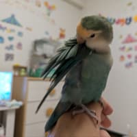 鳥さんの愛情表現💚