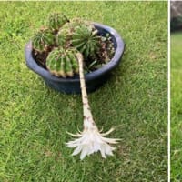 サボテンの花 & 今日のトレーニング