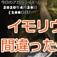 イモリウムの間違った作り方：イモリウムとイモリの飼育方法2020年