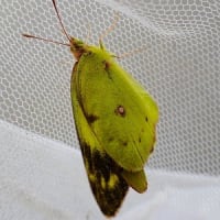 加須市大越昆虫館「初夏の昆虫、植物観察会」