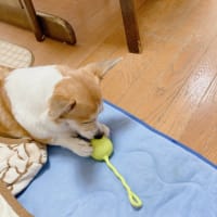 こいなりちゃん。抗がん剤治療（投薬２回目）
