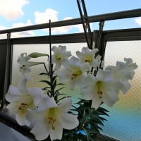 白百合が咲きました