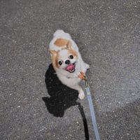 お煎茶の客に招待されました