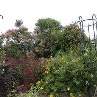 ルバーブ苗植えます