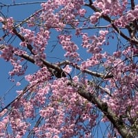 玉泉館跡地公園の桜🌸