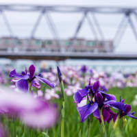 小岩菖蒲園（その1：花菖蒲と京成電車）