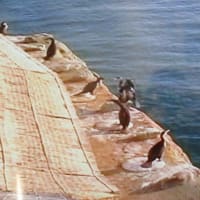 鵜の岬で鵜の捕獲場の見学