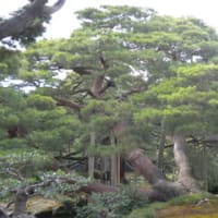 兼六園で海堪能