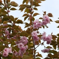 早朝の八重桜