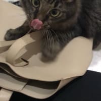 猫を飼い始めました！