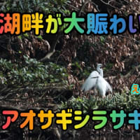 アオサギシラサギゴイサギ大襲来！！