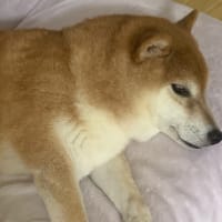 日々是好日
