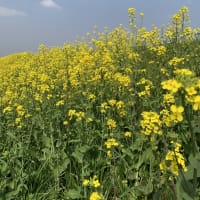 菜の花満開