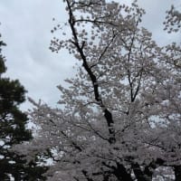十和田官庁街通り桜満開