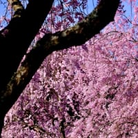 桜色に染まる-奈良県東吉野村：高見の郷