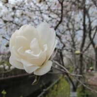 マグノリア