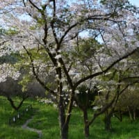 四季折々1083　　城山湖の桜