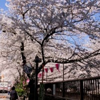 時期がアレですが、桜の画像をアップ。