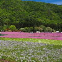 富士の芝桜まつり　②　本栖湖リゾート