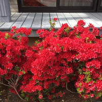お散歩🌺