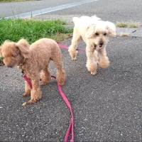 今日のサンセット