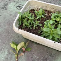屋上なのに雑草が生える