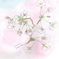 桜と私