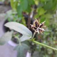 ハイビスカス　ロバツス　　　　精霊の守り花　　　　　　千葉県市川浦安アスファルト脇植物園・自宅