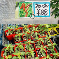 Kオジサンの家庭菜園日記　　鷹の爪と長唐の苗