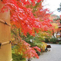 京都　紅葉の旅