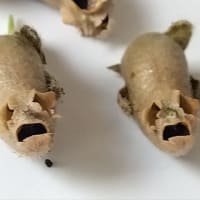 「金魚草」でドクロ祭り💀