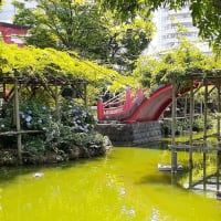夏越の大祓「亀戸天神」