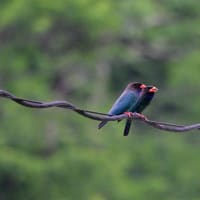 ブッポウソウ　求愛給餌　その３／岡山県