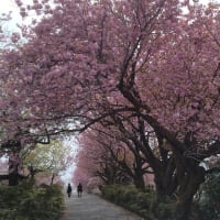 二上山城山の八重桜