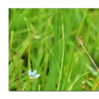 キイトトンボ　蜻蛉は風を忘れて