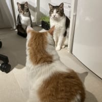 本日の猫たち#231