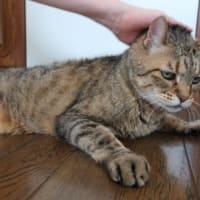 バターになってまうな (＝^・ω・^＝)