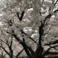 今年の桜
